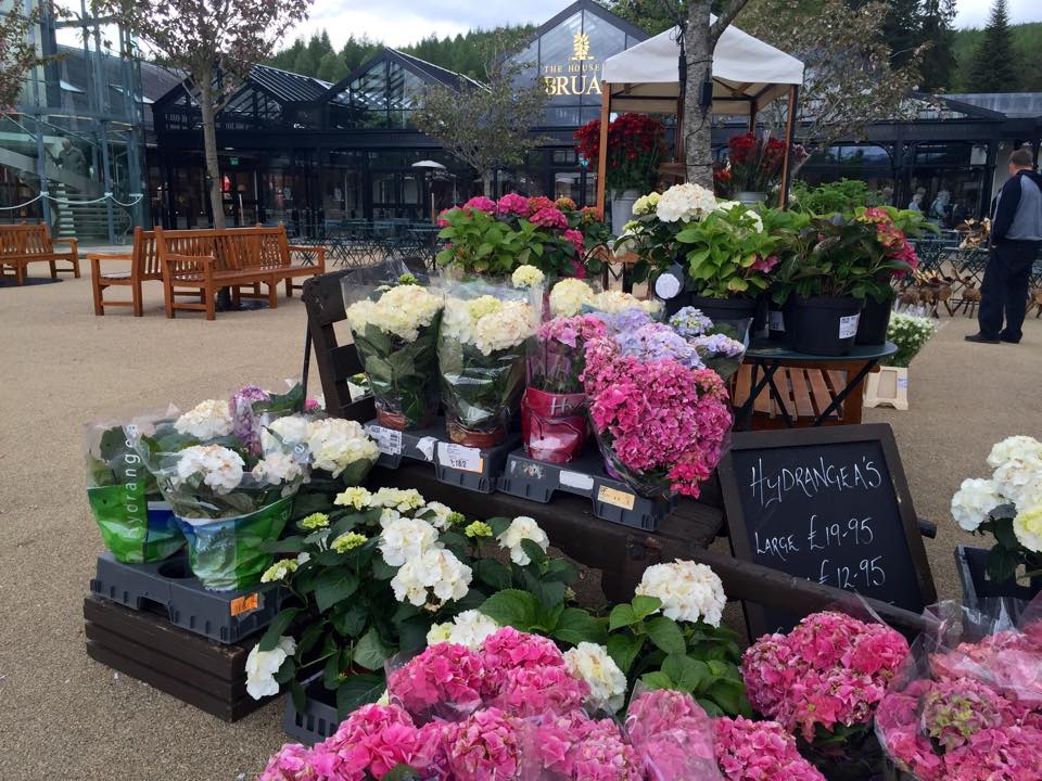 10423653_10153406327991789_695819579414504308_n